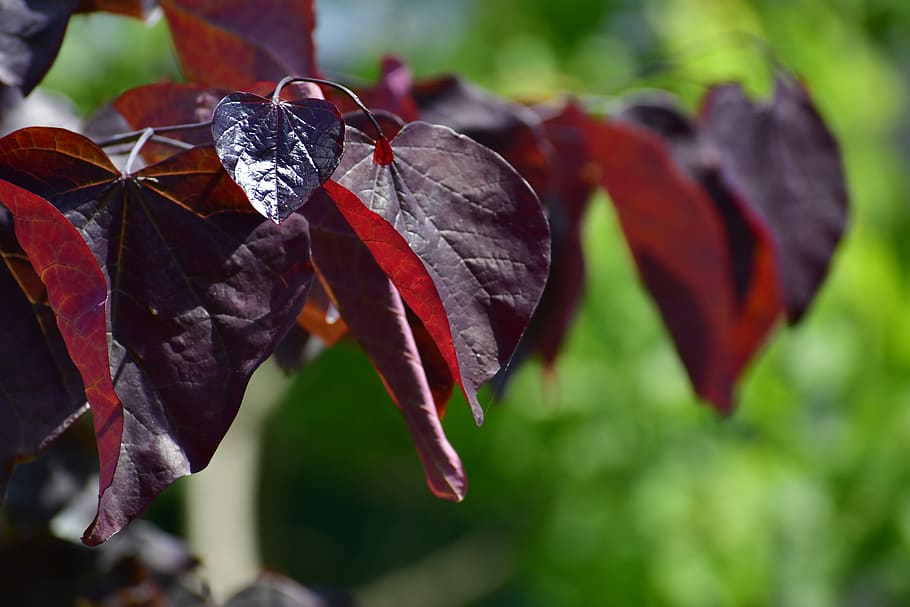 veins, plant, leaf, heart, blossom, flower, back, brick, tree HD wallpaper