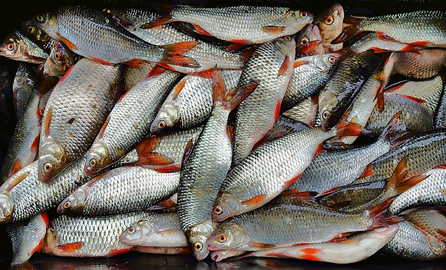 fishing, obstacles, field, animals, seafood, food and drink HD wallpaper