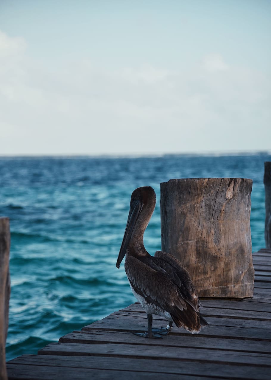 pelican on brown dock, water, sea, bird, vertebrate, animal themes HD wallpaper