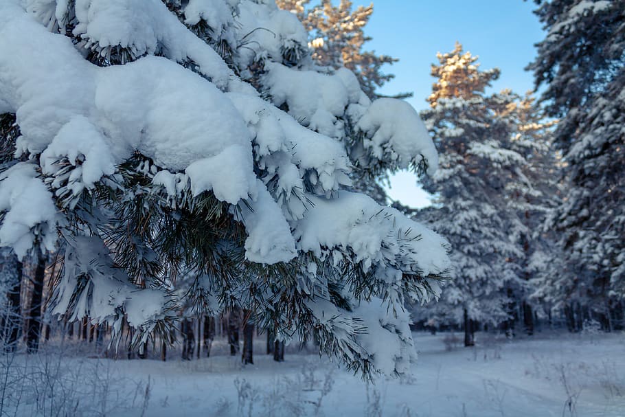 nature, winter, forest, snow, pine, landscape, furry, tree HD wallpaper