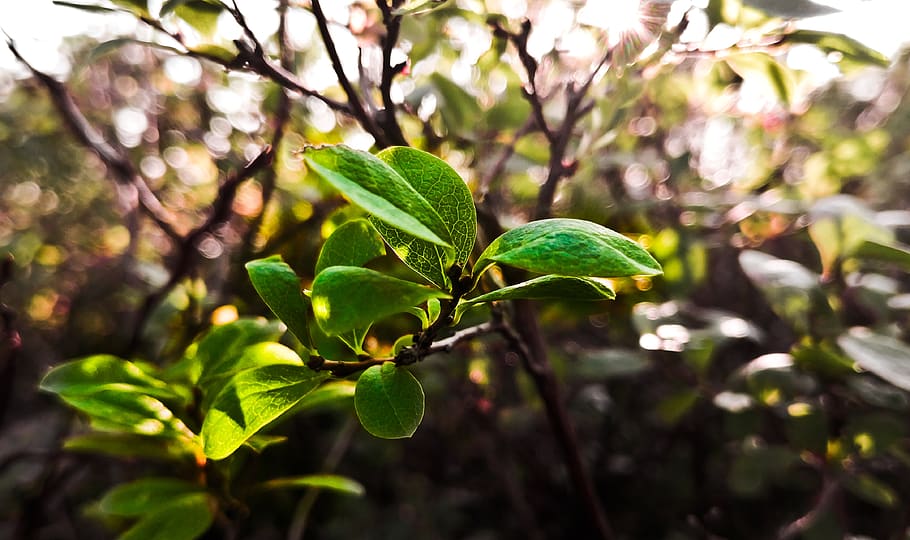 nature, leaf, green, leaves, plant, summer, natural, environment, HD wallpaper