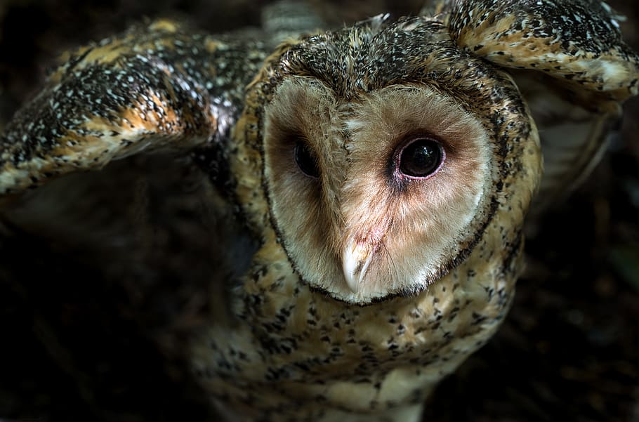 brown owl, animal, animal themes, close-up, one animal, animals in the wild HD wallpaper