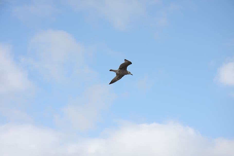 sky, clouds, seagull, north sea, vacations, beach, low angle view HD wallpaper