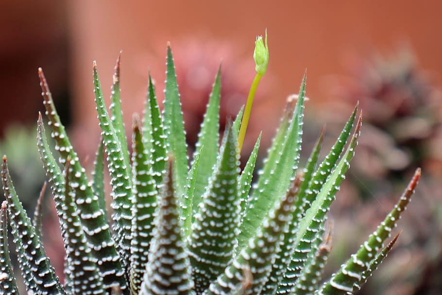 Closeup of a succulent plant Haworthia Attenuata or Zebra Plant, Zebra Haworthia, Apicra Attenuata, and Aloe Clariperla is a family of non-cactus plants that live in the desert of South Africa. This zebra plant with a flower stack is growing in a small clay pot inside a greenhouse at Deep Cut Garden in New Jersey., HD wallpaper