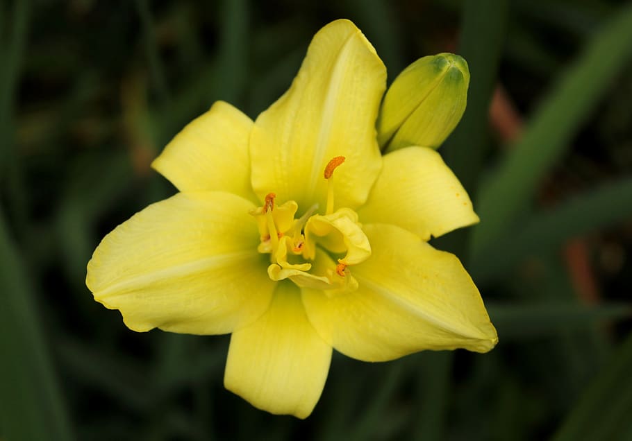 hemerocallis, daylily, yellow, summer, garden, stamens, flower, HD wallpaper