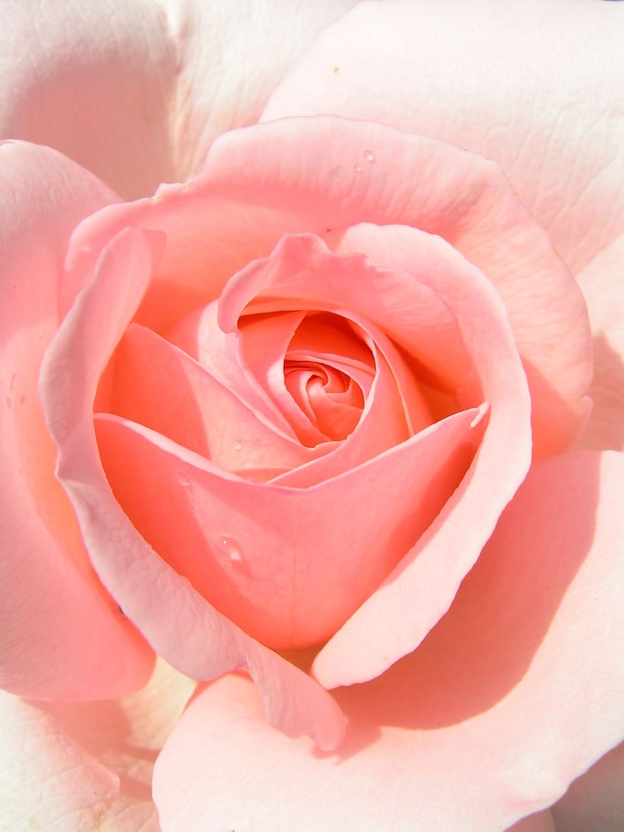 rose, petals, drop, water, closeup, plant, nature, pink, flora HD wallpaper