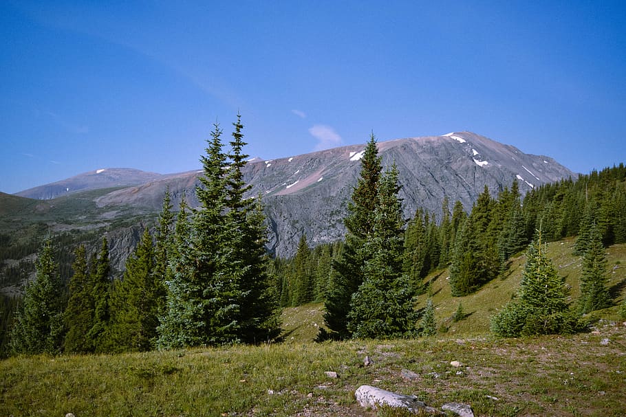 pine trees during daytime, plant, fir, abies, conifer, mount quandary HD wallpaper