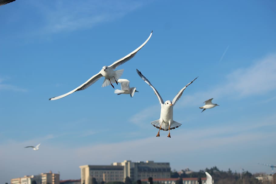 seagull, gulls, bird, birds, sky, sports, animal, marine, flying HD wallpaper