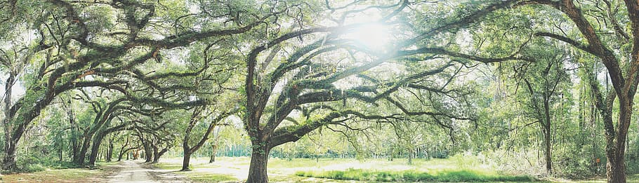 green leafed trees under sunlight, plant, flora, oak, grove, nature HD wallpaper