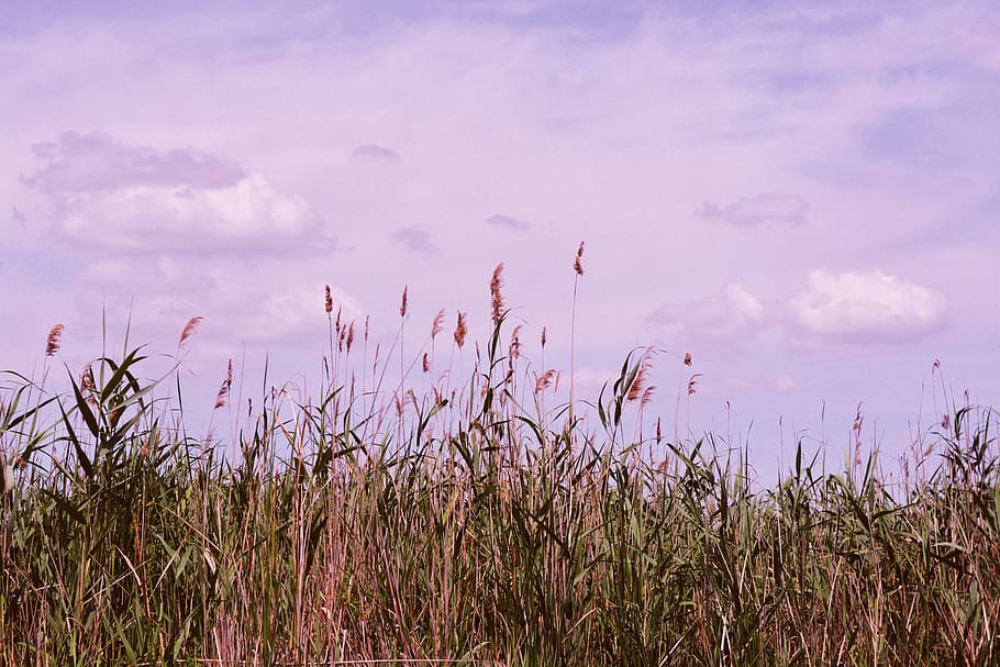 plant, beauty in nature, sky, cloud - sky, growth, no people HD wallpaper