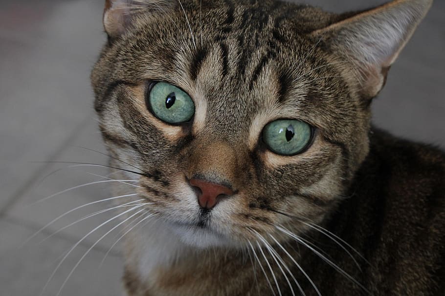 cat, pet, animal, kitten, portrait, eyes, domestic, animal themes HD wallpaper