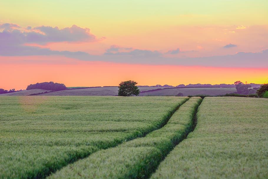 grass field in golden hour background, path, sunset, sunrise HD wallpaper