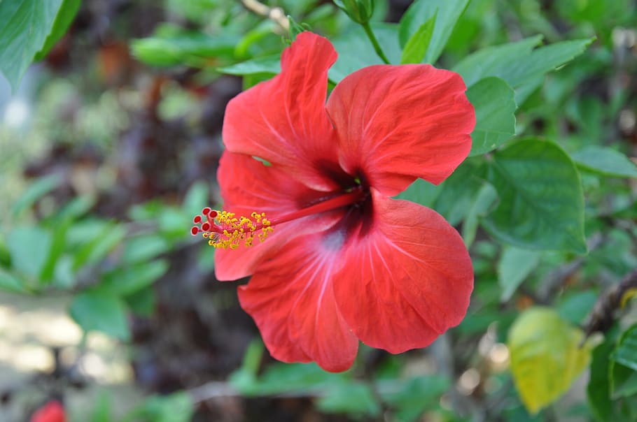 nature, flower, summer, flowering plant, fragility, petal, vulnerability HD wallpaper