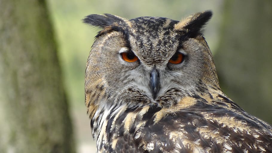 Close Up Photography of Black Grey Owl, eagle owl, eagle-owl HD wallpaper