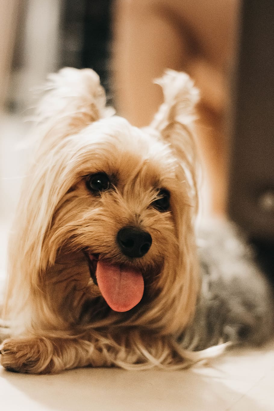 dog, pets, animals, nature, happiness, joy, silky terrier, excitement HD wallpaper