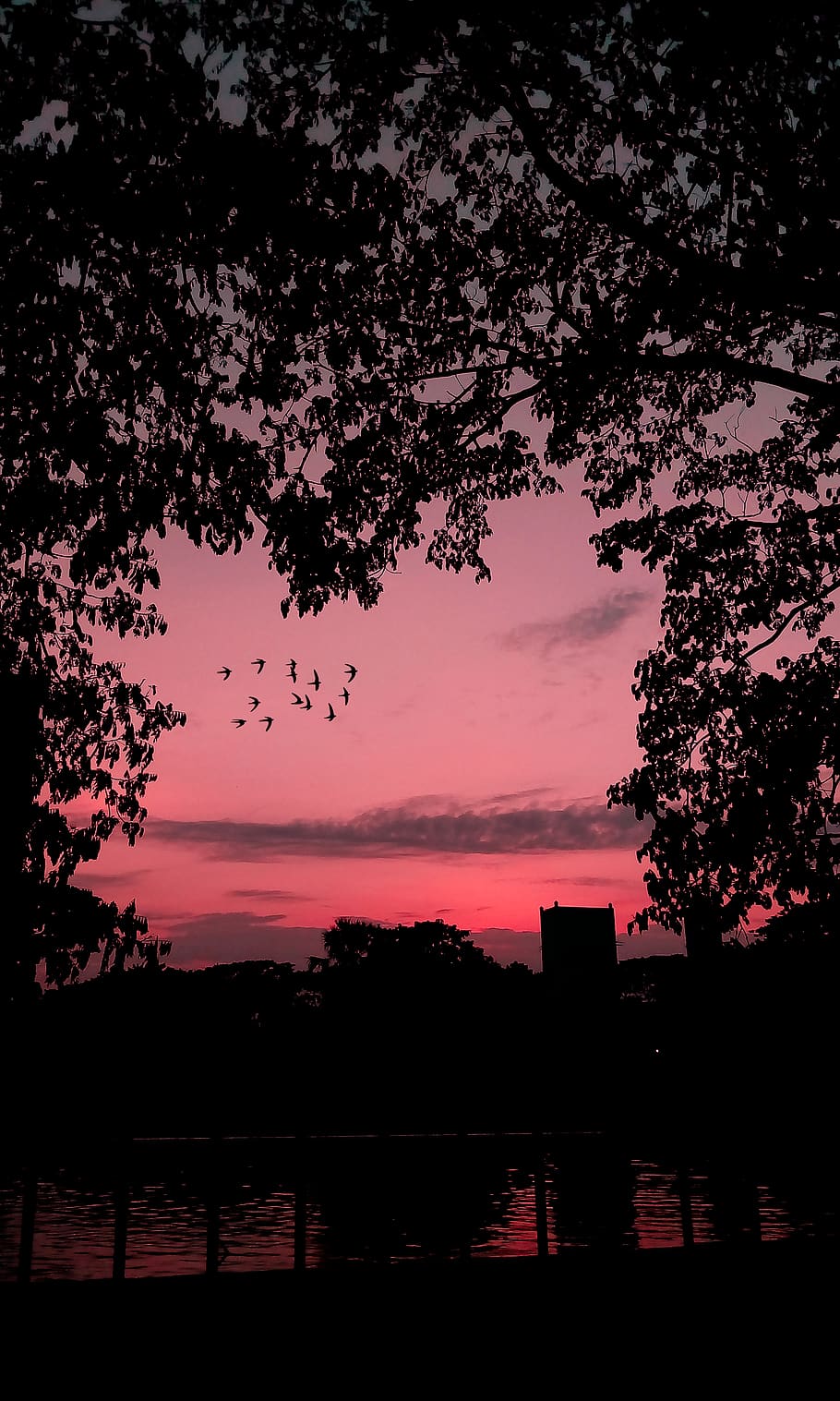 bangladesh, dhaka, silhouette, sky, tree, sunset, beauty in nature