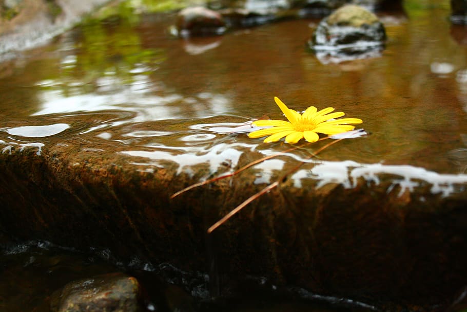 yellow, flower, stream, nature, forest, lake, long, exposure HD wallpaper