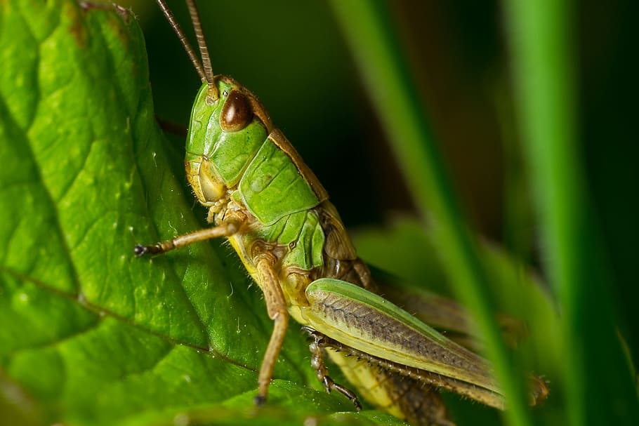 Grasshopper Green and Yellow, close-up, macro, nature, animal themes HD wallpaper