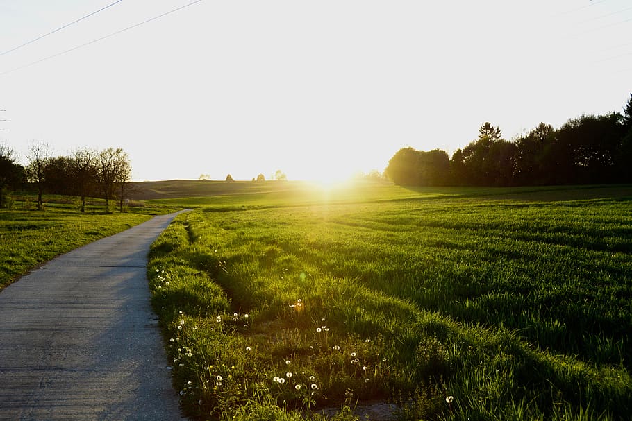 gray road beside green grass fields, flare, light, plant, path HD wallpaper
