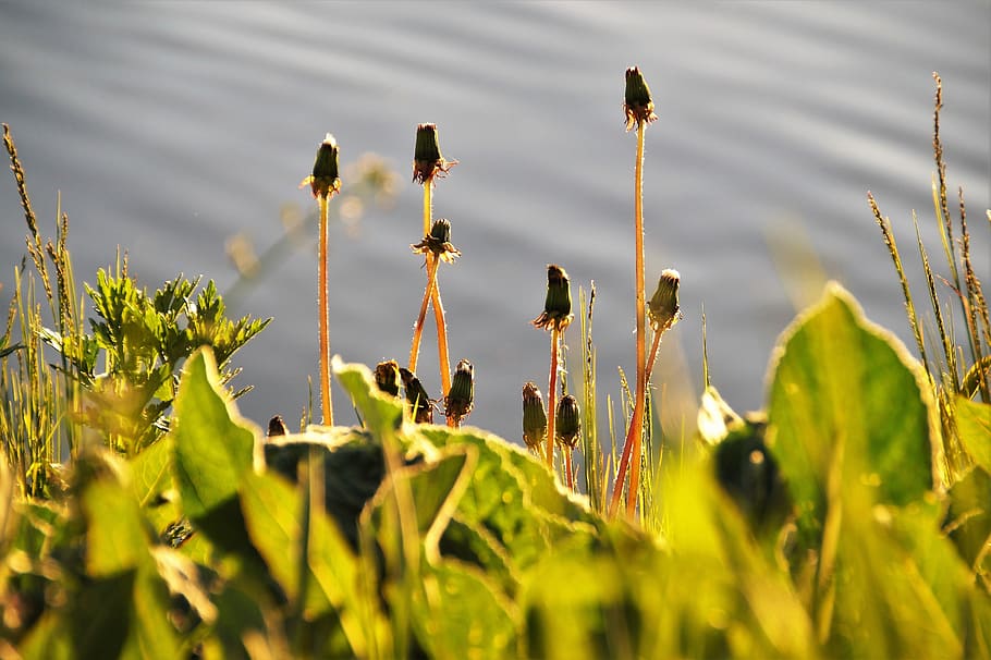 dandelions, flowering, spring, green, light, weed, medical HD wallpaper