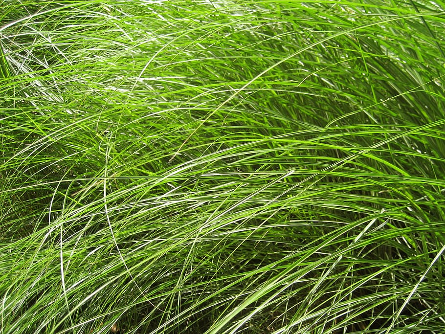 green color, growth, plant, full frame, backgrounds, beauty in nature HD wallpaper