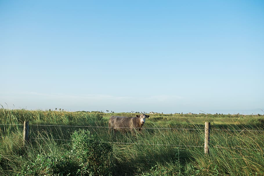 field, cow, cows, beach, wildflowers, fence, green, sky, blue sky HD wallpaper