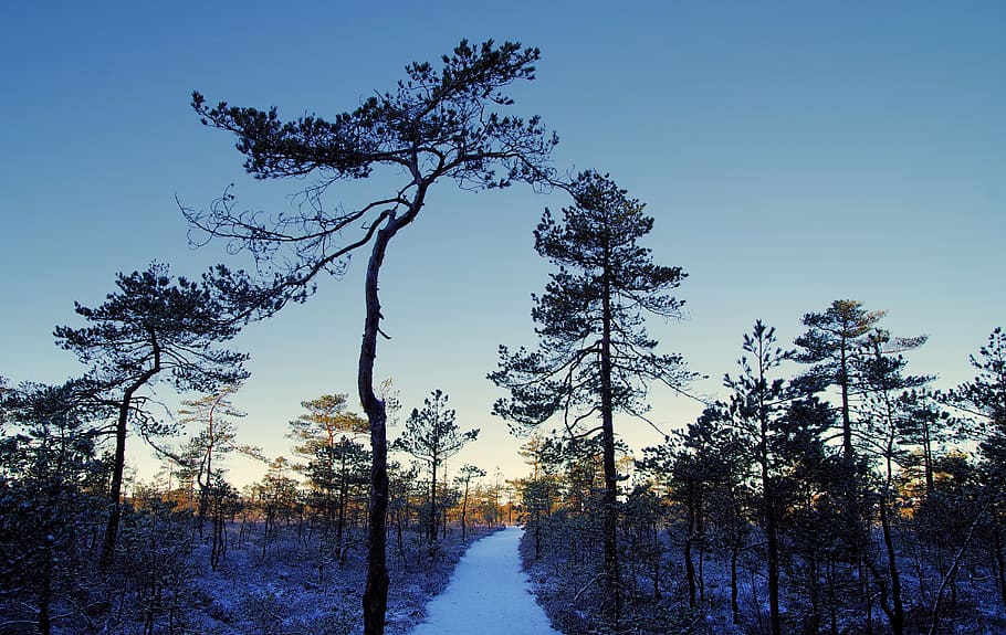 Photo of Tall Trees, cold, evergreen, forest, zing, frosty, frozen HD wallpaper