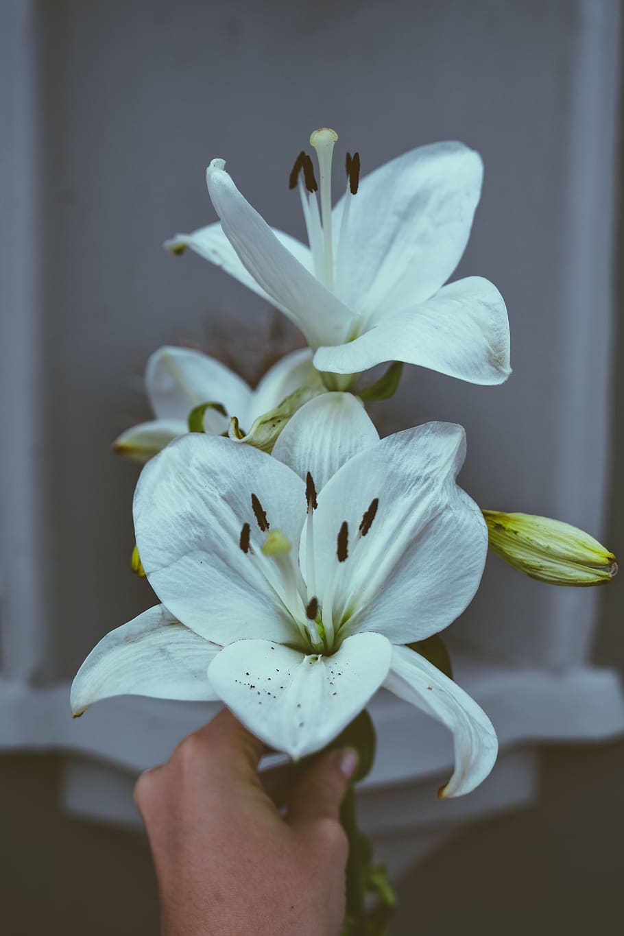 white-petaled flowers, flowering plant, vulnerability, fragility HD wallpaper