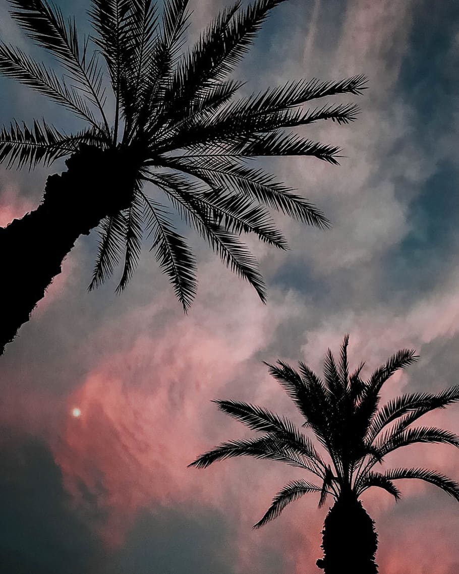 trees, palm, sunset, sky, evening, palm tree, tropical climate HD wallpaper