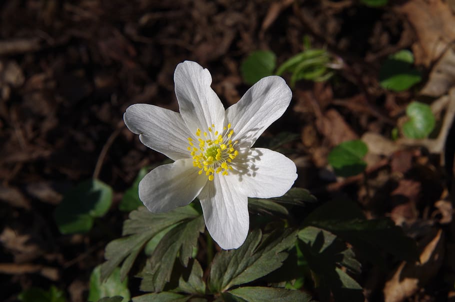 flower, white flower, flowering plant, freshness, beauty in nature HD wallpaper
