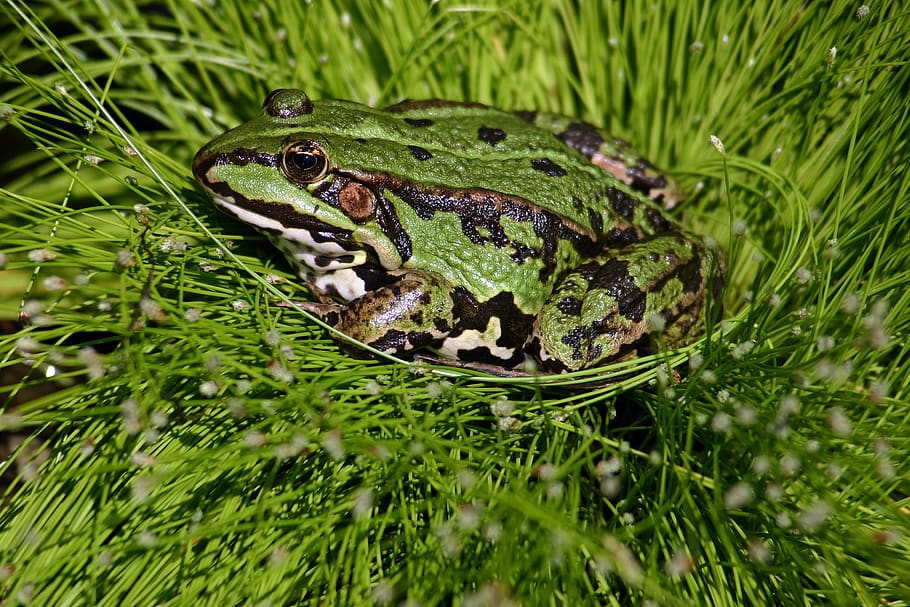 frog, pond, water frog, green, aquatic animal, pond inhabitants HD wallpaper