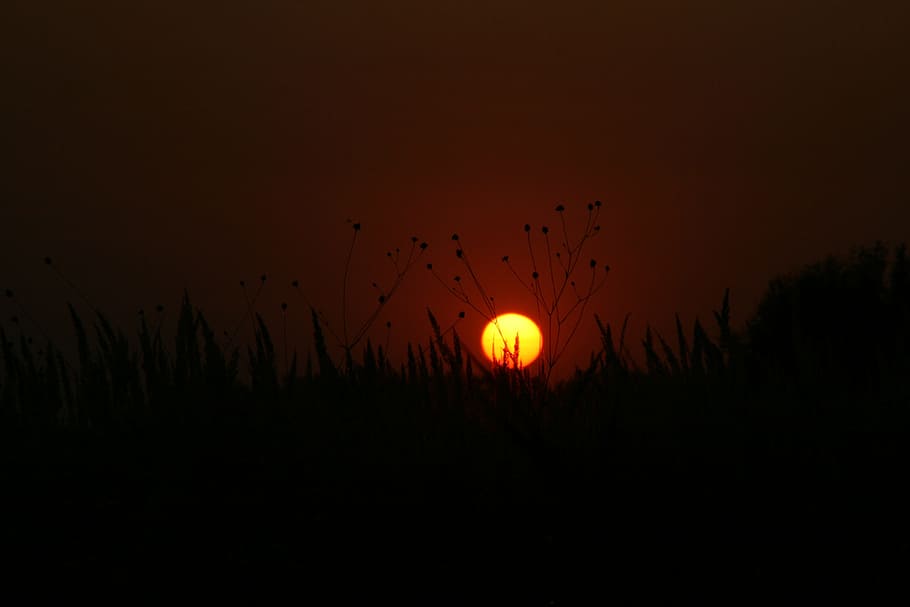 sun, sunset, crops, plants, green, nature, silhouette, sky HD wallpaper