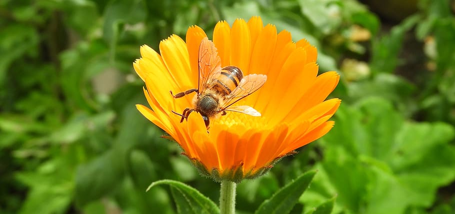 nature, insect, flower, bee, colombia, flowering plant, animal wildlife HD wallpaper
