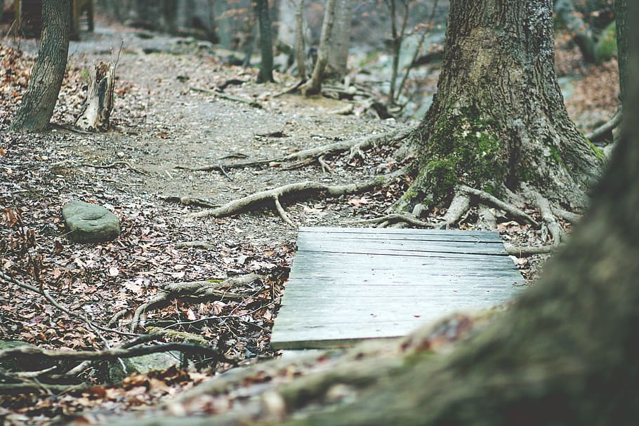 rectangular gray wooden board near trees, plant, ground, root HD wallpaper