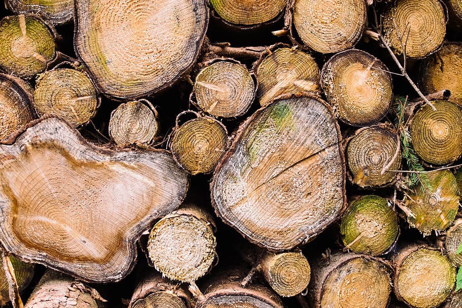 germany, stützerbach, detail, material, wood, pattern, nature HD wallpaper