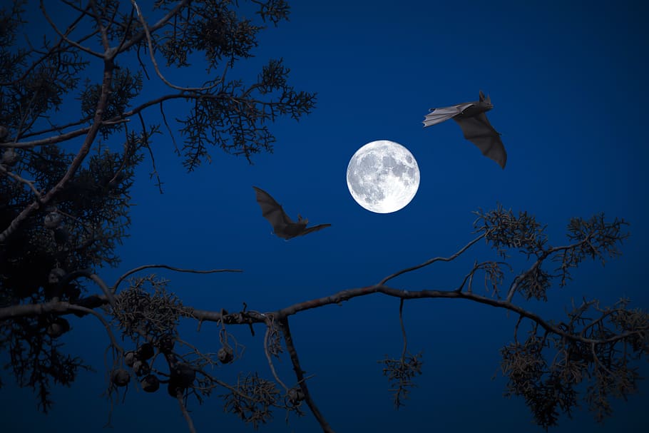 full moon, night, bats, darkness, halloween, tree, sky, nature HD wallpaper
