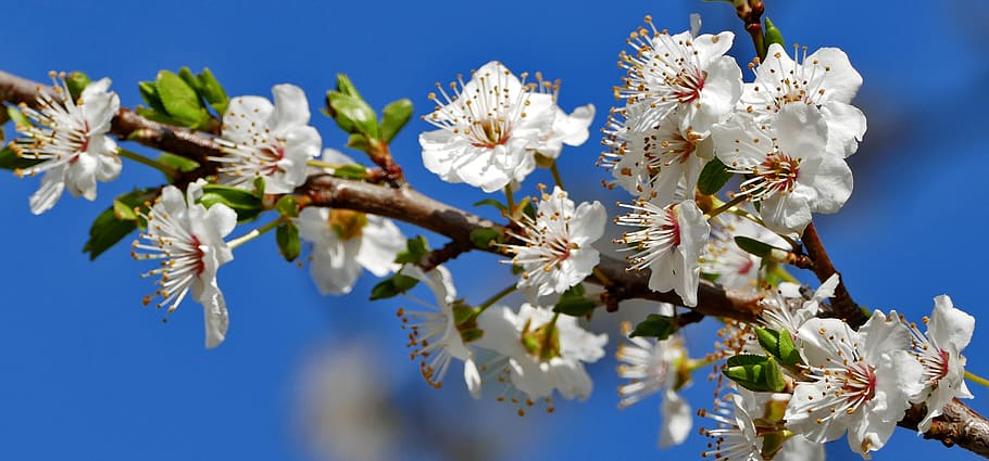 nature, tree, blossom, bloom, branch, light, sun, close up HD wallpaper