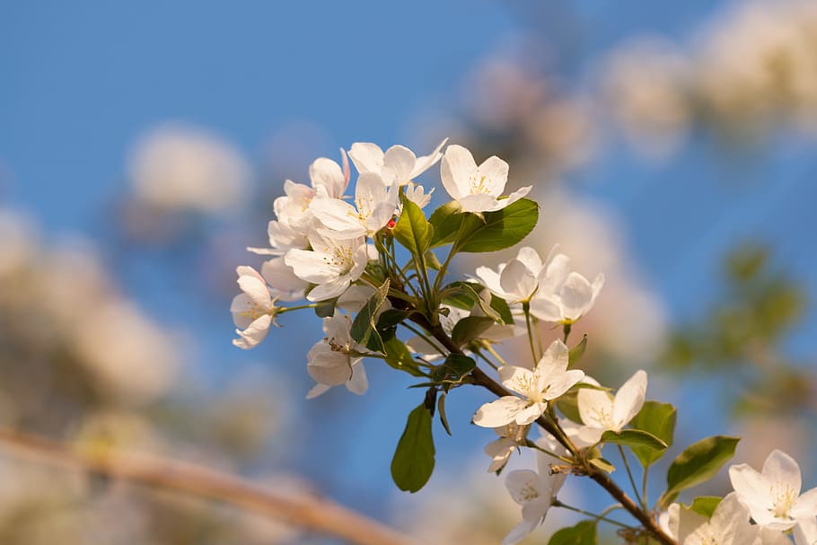 beautiful, blossom, bright, bunch, closeup, detail, flora, floral HD wallpaper