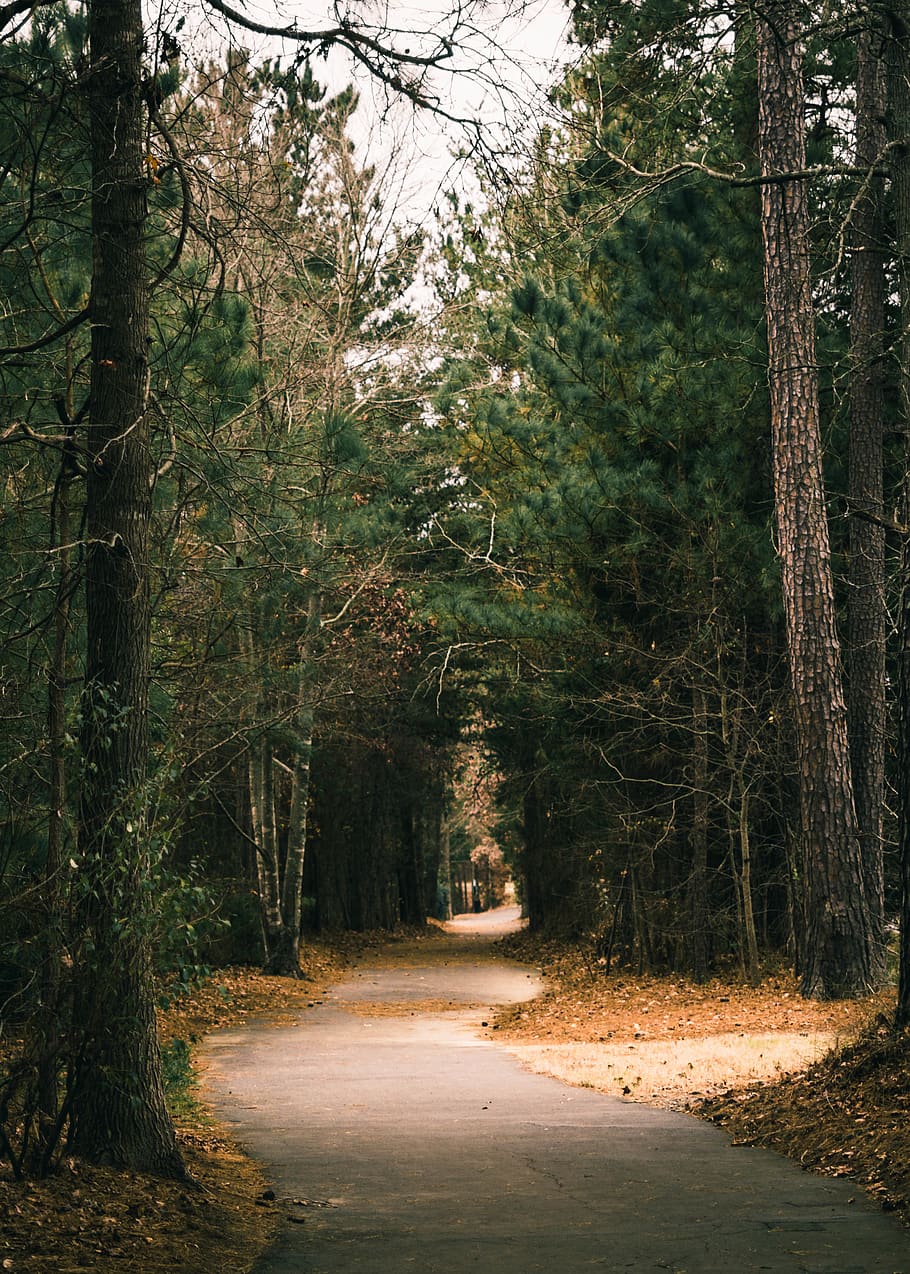 trees, forest, nature, green, explore, path, walk, fall, leaves HD wallpaper