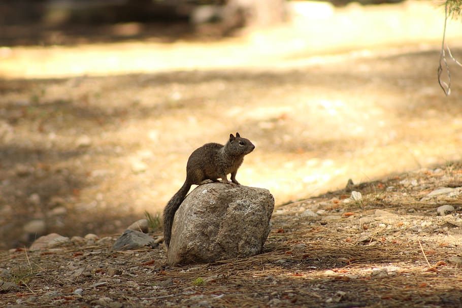 squirrel, forest, animal, animal themes, one animal, animal wildlife HD wallpaper