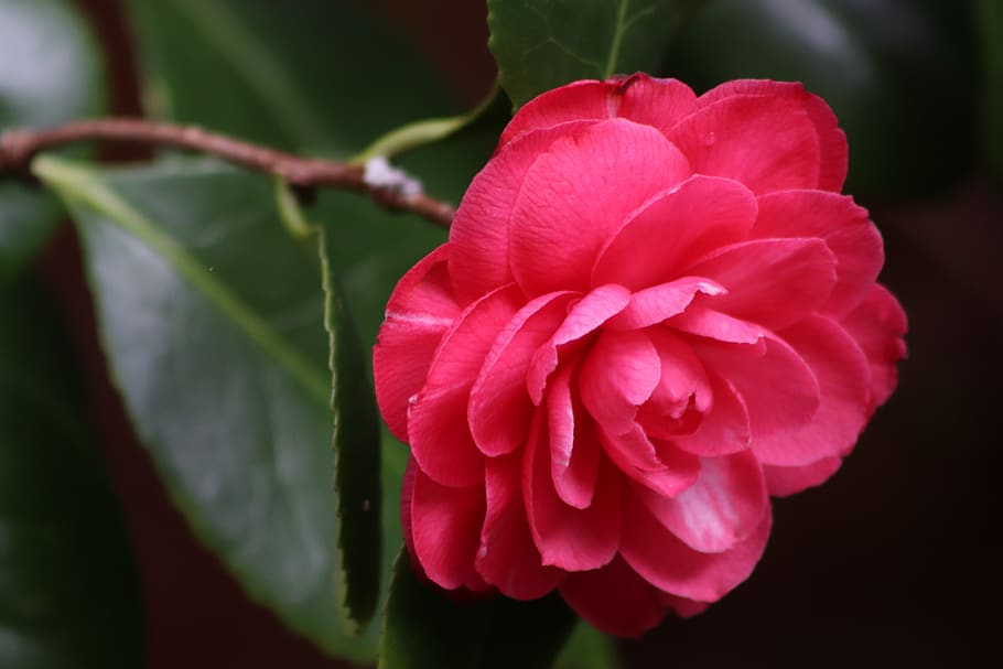 camellia, red, bloom, petals, early bloomer, blossom, flower HD wallpaper