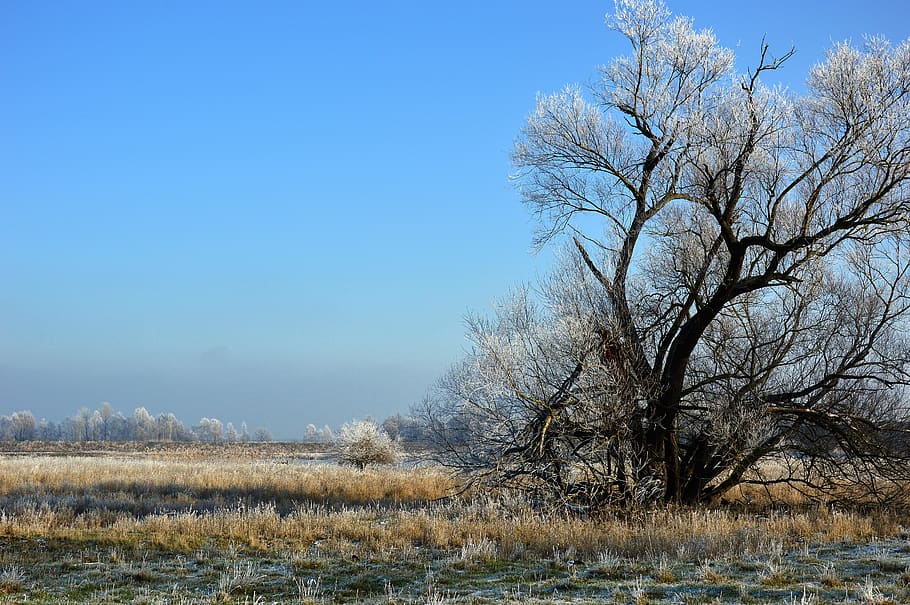tree, nature, landscape, wintry, ripe, hoarfrost, cold, winter HD wallpaper