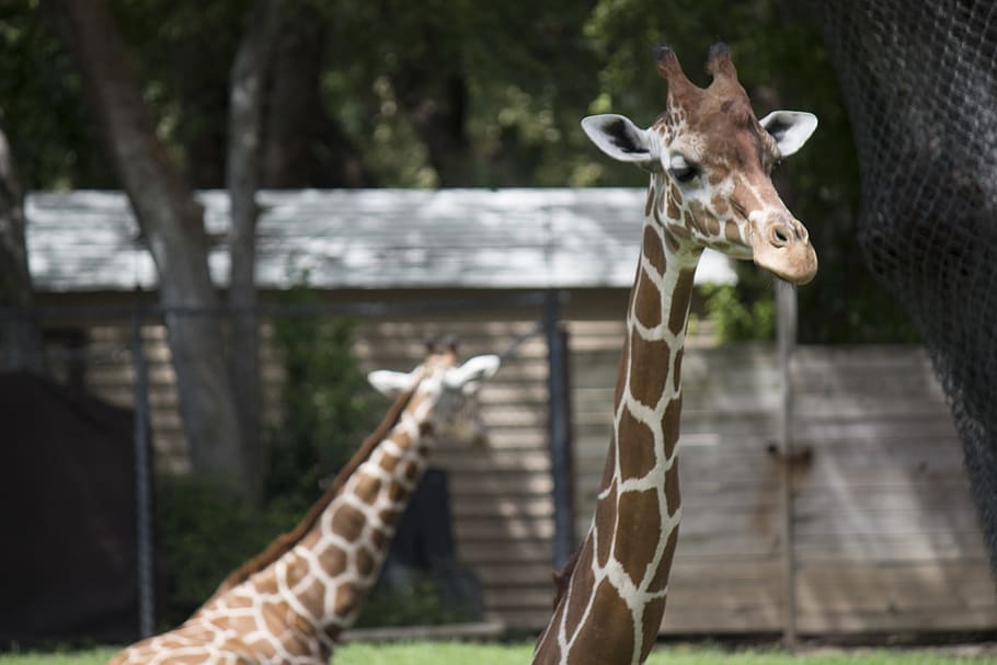 united states, fort worth, fort worth zoo, wildlife, giraffe, HD wallpaper