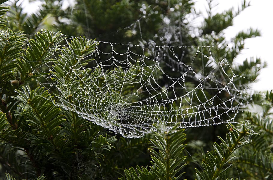 Spiderweb on Green Leafed Tree, bright, close-up, cobweb, dew HD wallpaper