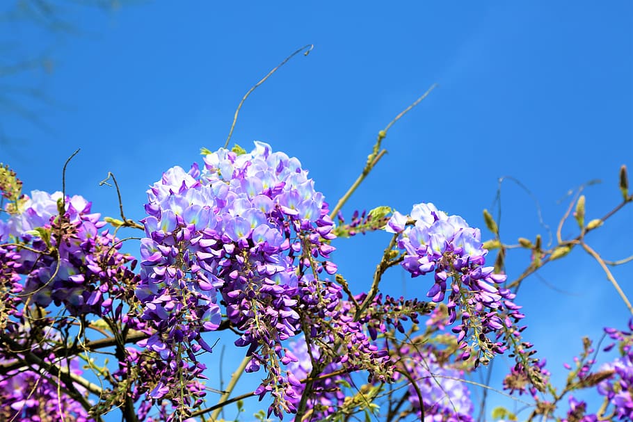 flower, spring, purple, nature, plant, color, beautiful, blooming HD wallpaper