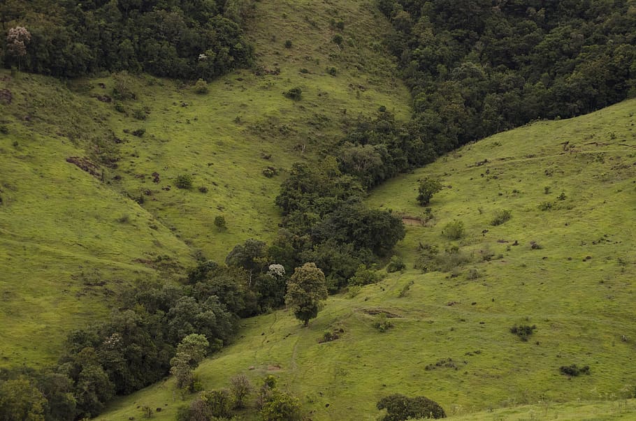 forest, field, green, wild, rural, trees, hill, valley, plant HD wallpaper