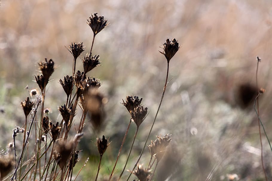 plant, grass, nature, flora, outdoor, autumn, brown, wilted