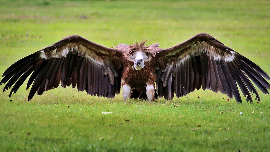 vulture, bird, animal, nature, scavengers, plumage, feather