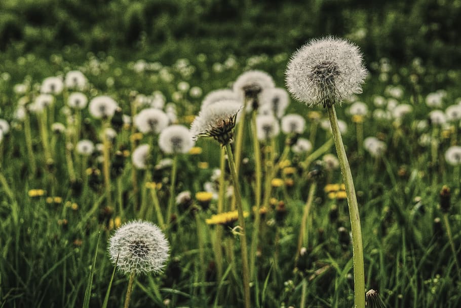 Bed of Dandelion, bloom, blooming, blossom, bright, close-up HD wallpaper