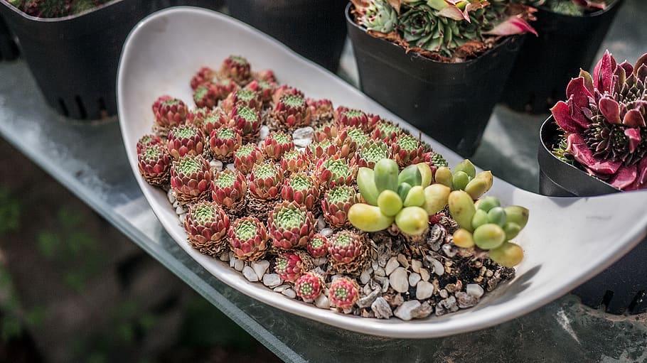 green succulent plant, food, meal, produce, vehicle, transportation HD wallpaper
